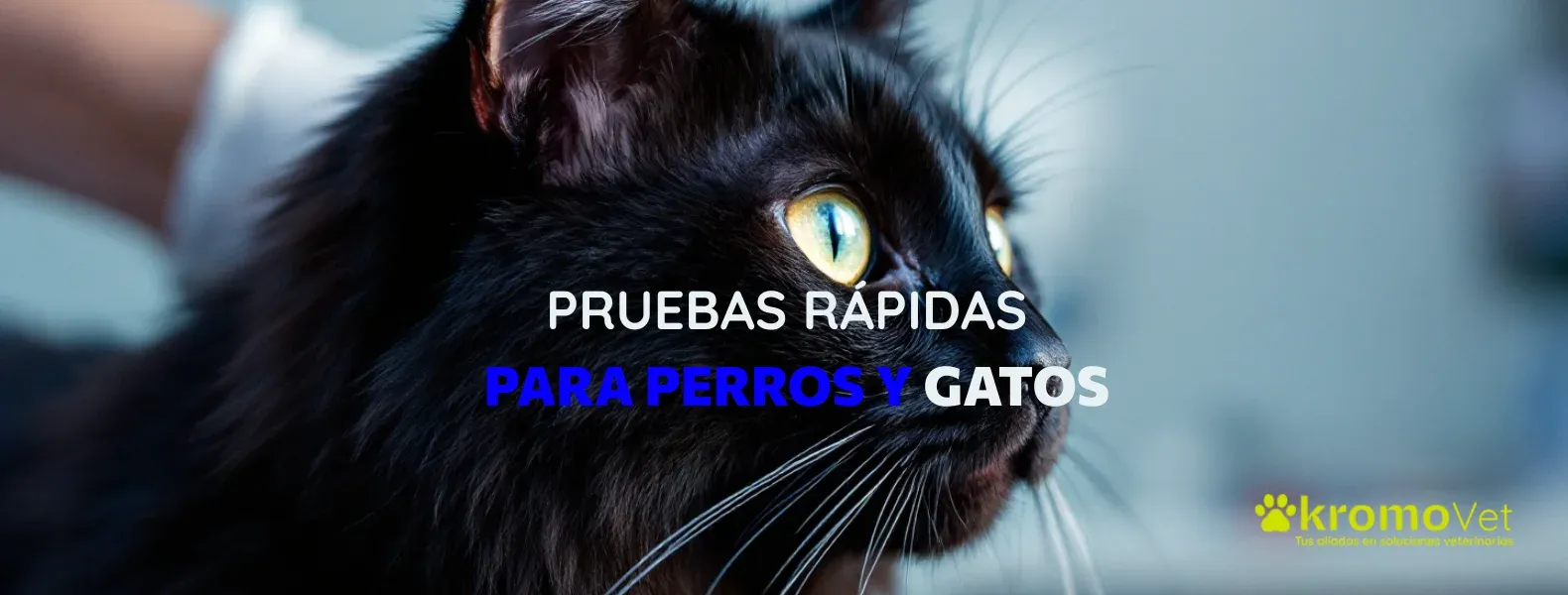 Pruebas rápidas para perros y gatos